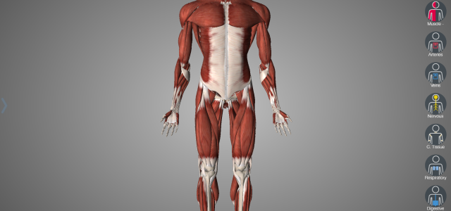 W świecie cyfrowej anatomii – Essential Anatomy 5, recenzja