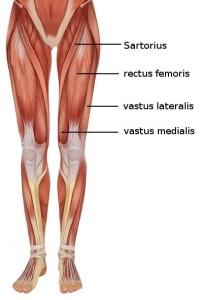 http://www.medizin-kompakt.de/anatomie/bewegungsapparat/muskeln-von-a-z/muskeln-q/m-quadriceps-femoris-