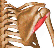 http://www.abcbodybuilding.com/anatomy/shouldersanatomy1.htm