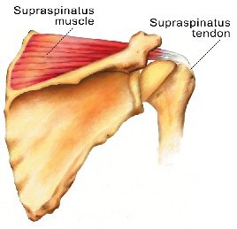 http://pixgood.com/supraspinatus-muscle.html