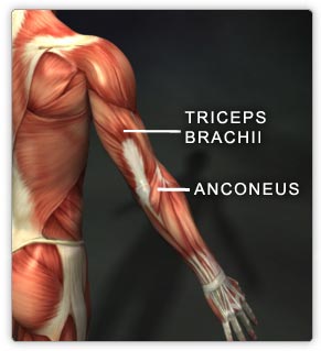 http://www.realbodywork.com/learn/elbow/triceps.htm