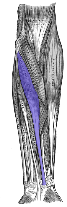 Flexor-carpi-radialis