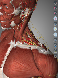 Widok na mięśnie szyi, nerwy oraz naczynia krwionośne (hide na mięśniu płatowatym i czworobocznym)