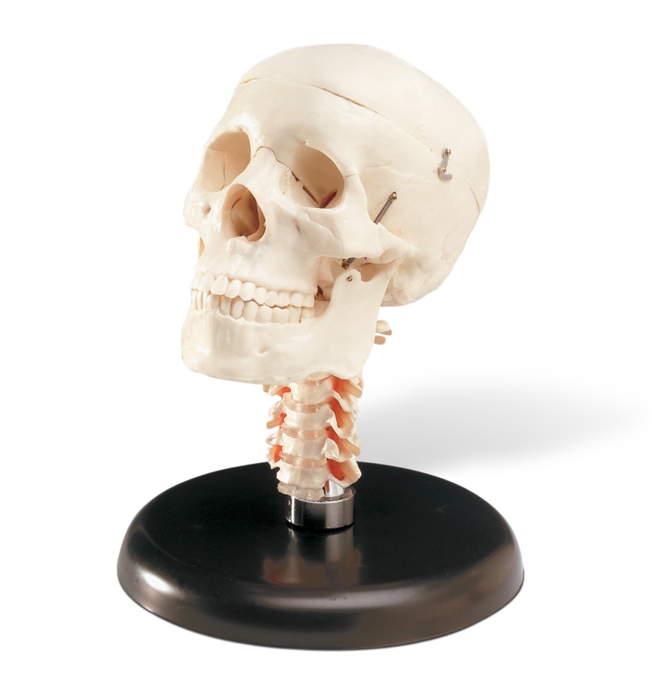 czaszka model 1